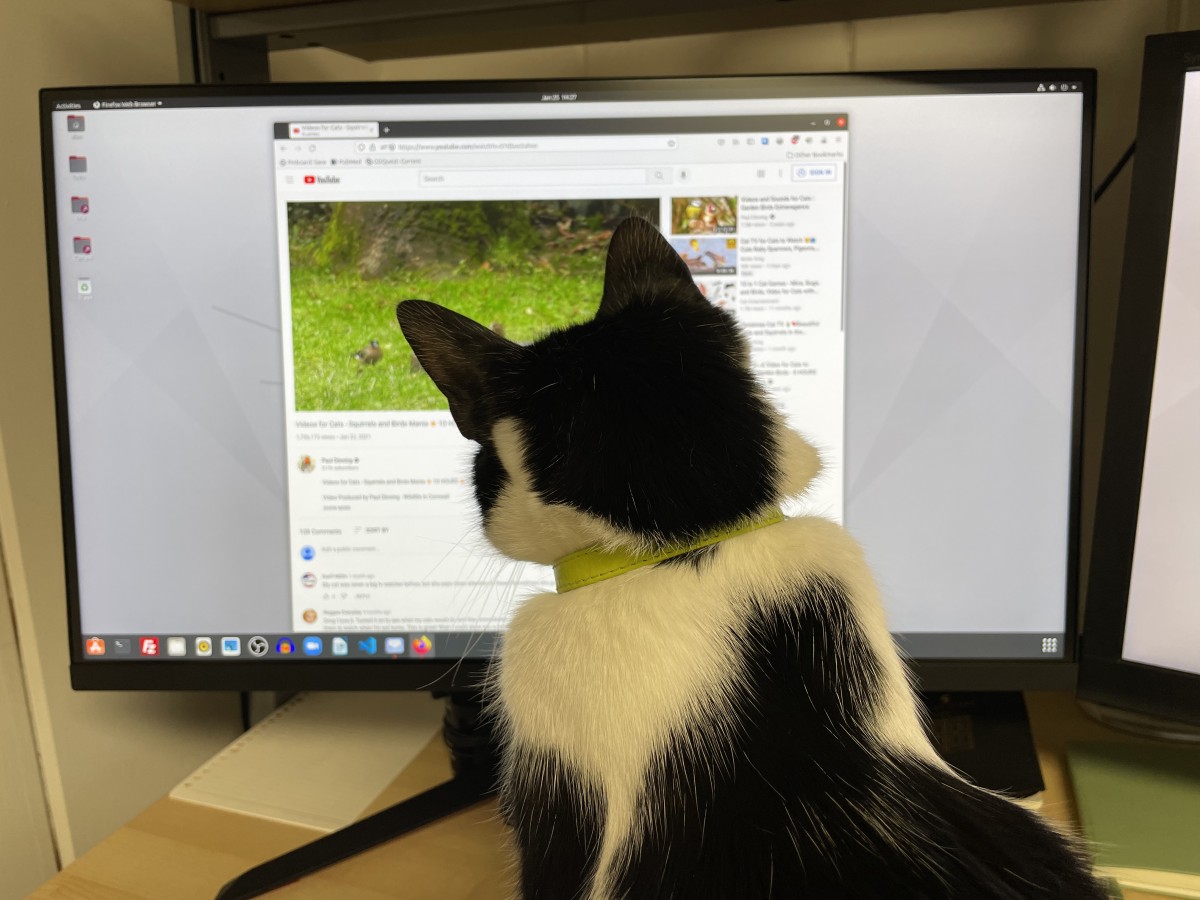 Cat watching Youtube.