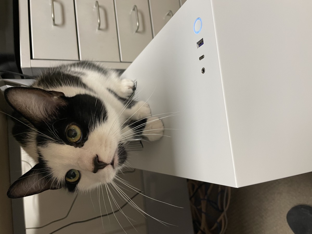 Cat on computer.